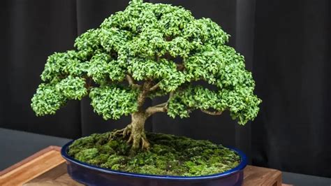 Tips Merawat Bonsai: Panduan Lengkap untuk Pemula - balustradellc