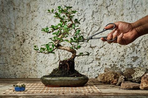 Tips Merawat Bonsai dalam Ruang untuk Pemula - balustradellc