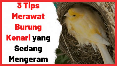 Tips Merawat Burung Halaman 1 - balustradellc