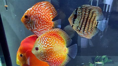 Tips Merawat Ikan Discus Bagi Pemula - MerahPutih - balustradellc