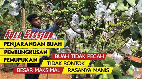 Tips Merawat Jambu Air Dari Berbunga Sampai Panen - balustradellc