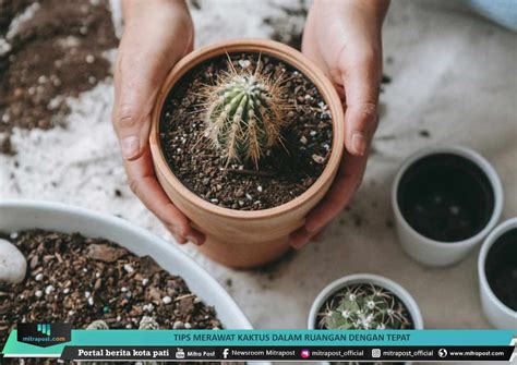 Tips Merawat Kaktus di Rumah dengan Sukses - balustradellc