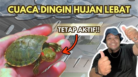 Tips Merawat Kura-Kura Air di MUSIM HUJAN - balustradellc