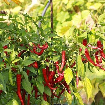 Tips Merawat Tanaman Cabai Saat Musim Hujan - balustradellc