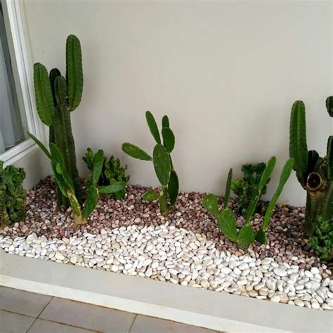 Tips Merawat Tanaman Kaktus di Taman - balustradellc