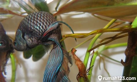 Tips Mudah Merawat Ikan Cupang - balustradellc