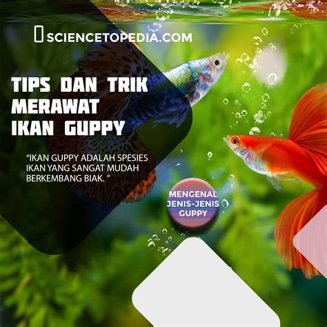 Tips Mudah Merawat Ikan Guppy bagi Pemula - balustradellc