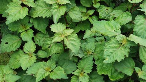 Tips On Growing Patchouli Plants - Gardening Know How - balustradellc