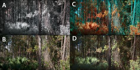 Tips on Shooting Infrared with an Unconverted Camera - balustradellc