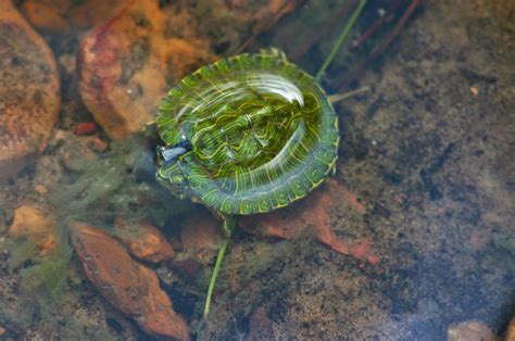 Tips Penting Cara Memelihara Kura-kura Kecil - balustradellc