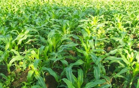 Tips Penyiapan Lahan Bercocok Tanam Jagung - balustradellc