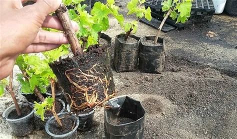 Tips Perawatan Dan Budidaya Tanaman Anggur - balustradellc