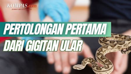 Tips Pertolongan Pertama Saat Digigit Ular - balustradellc