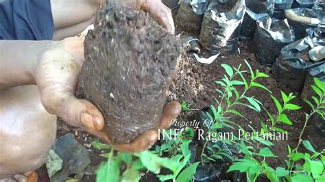 Tips pindah bibit bidara Arab Sidr ke polybag besar agar ... - balustradellc