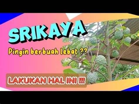 Tips Pohon Srikaya Rajin Berbuah Lebat - Budidaya Srikaya Tabulampot - balustradellc