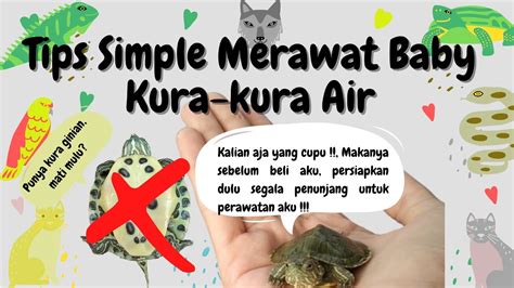 Tips Simple Merawat Baby Kura-kura Air - balustradellc