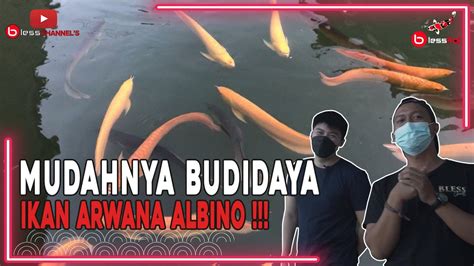 TIPS SUKSES BUDIDAYA IKAN ARWANA ALBINO - balustradellc