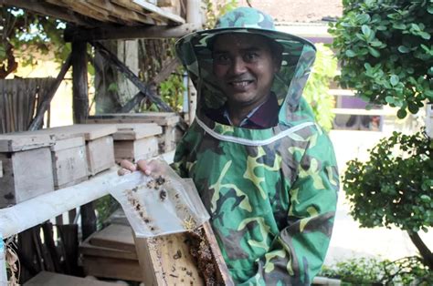 Tips Sukses dalam Budidaya Lebah Klanceng - Lebah - balustradellc