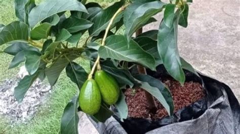 Tips Sukses Menanam Alpukat Aligator - balustradellc