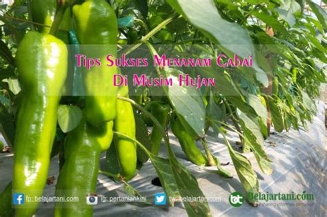 Tips Sukses Menanam Cabai di Musim Hujan - balustradellc