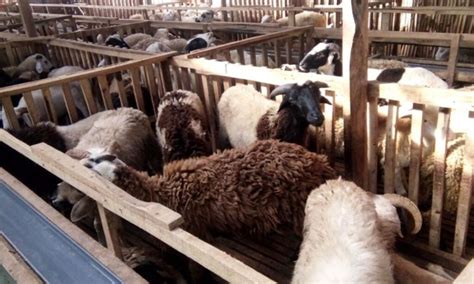 Tips Ternak Kambing: Panduan Lengkap untuk Pemula - balustradellc