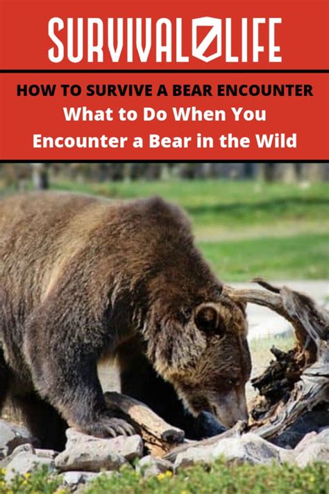 Tips to survive a bear encounter - BYU Life Sciences - balustradellc
