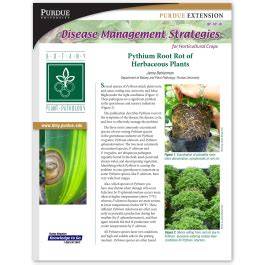 Title: Pythium Root Rot of Herbaceous Plants - Purdue University - raincitystudios.com