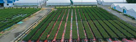 TNPL: Uplifting Lives of Farmers and Paving the Way to ... - Papermart - raincitystudios.com