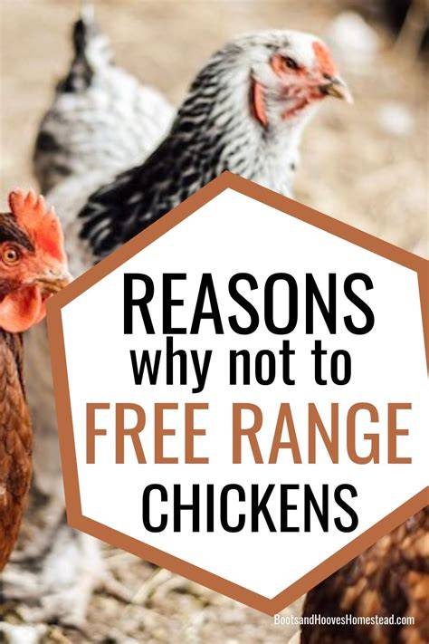To Free Range or Not - Community Chickens - raincitystudios.com