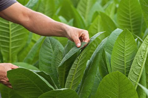 Tobacco | Tierras y Aguas - Food and Agriculture … - raincitystudios.com