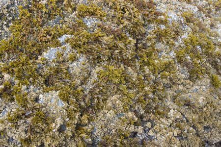 TOFINO SEAWEED