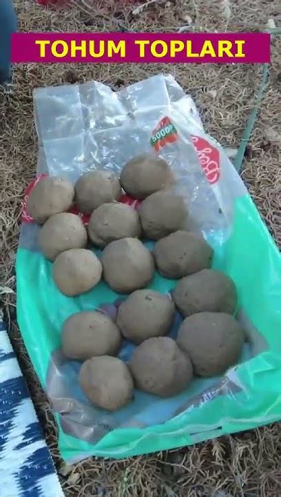 TOHUM TOPLARI.