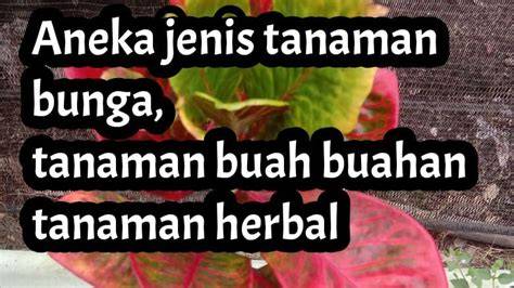 Toko Anget Mas - Lihat keindahan Tanaman bunga puring... - raincitystudios.com