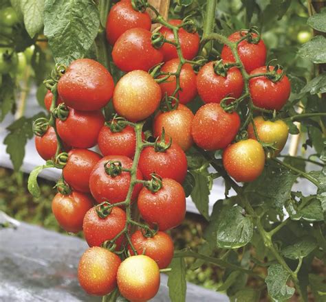 Tomat - Wikipedia bahasa Indonesia, ensiklopedia bebas - balustradellc