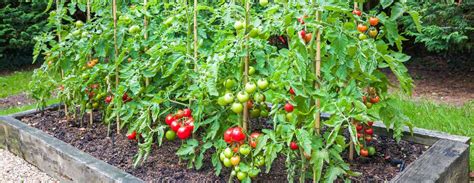 Tomato (Cherry) Grow Guide - balustradellc