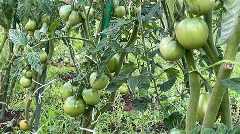 Tomato (kamatis) Farming Philippines | Chico fruit also known as ... - raincitystudios.com