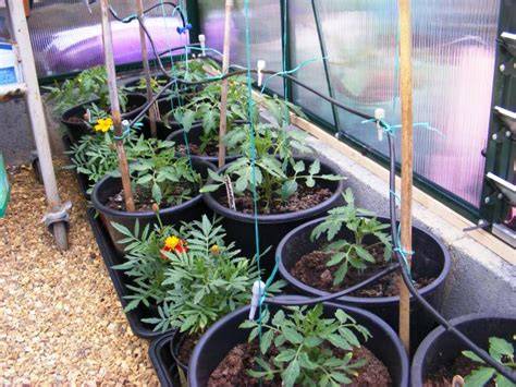 Tomato feeding, watering, comfrey and other organic … - raincitystudios.com