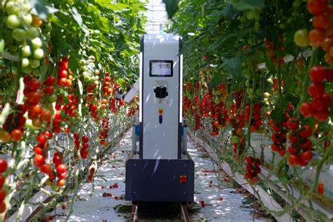 Tomato picking robot unveiled at Fruit Logistica - raincitystudios.com