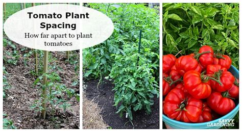 Tomato Plant Spacing Calculator – How Far Apart to Plant - Farmer Grows - balustradellc