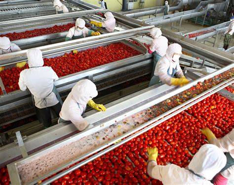 TOMATO PROCESSING LINES - Mymak Proses - raincitystudios.com