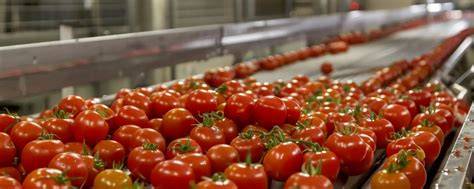Tomato Processing - CFT Food Machinery - raincitystudios.com