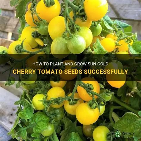 Tomato Sun Gold Cherry Seeds 10ct - Botanical Interests Award … - balustradellc