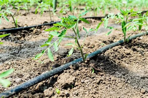 Tomatoes – Drip Irrigation Method - Walter Reeves - raincitystudios.com