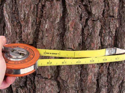 Tools for measuring tree diameter - Australian National … - raincitystudios.com