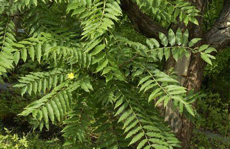 Toona sinensis (Chinese Cedar) - Practical Plants - raincitystudios.com