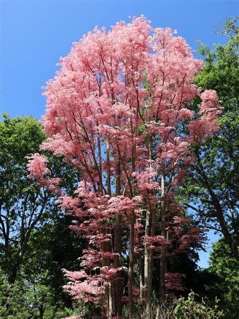 Toona sinensis | Yale Nature Walk - raincitystudios.com