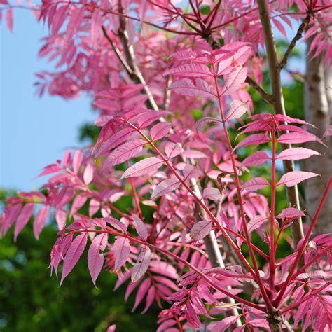 Toona sinensis - Trees and Shrubs Online - raincitystudios.com