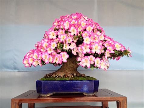 Top 10: Flowering Bonsai trees - Bonsai Empire - raincitystudios.com