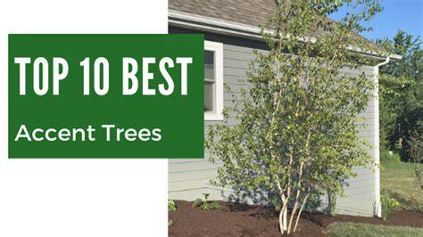 Top 10 Best Accent Trees - raincitystudios.com