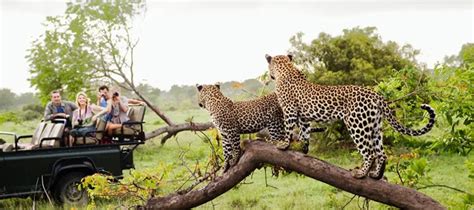 Top 10 Best African Safari Tours in 2025 - balustradellc
